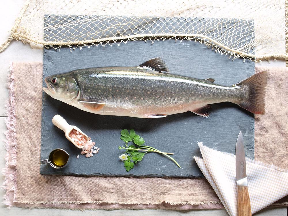 Alpenlachs, frisch gefangen